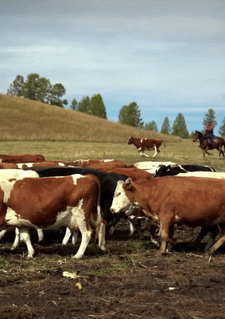 ezgif-51bcbde2929a7d94.gif
