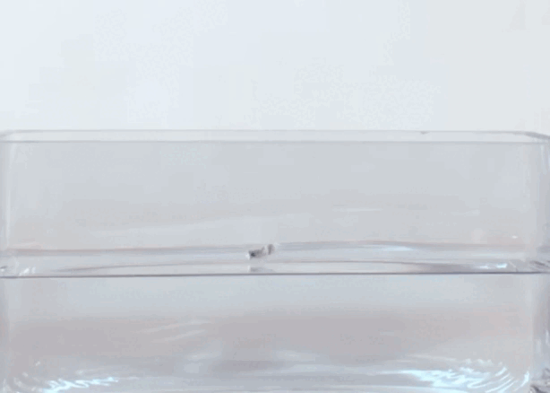 a42809a90178a50f478177498b314d91564ad2e4.gif